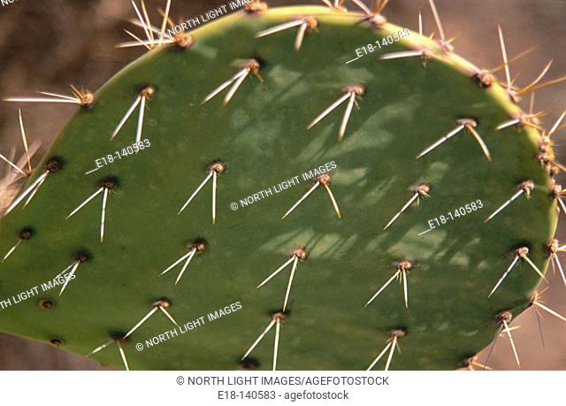 Prickly Pear cactus (Opuntia sp.). Saguaro National Park. Arizona. USA