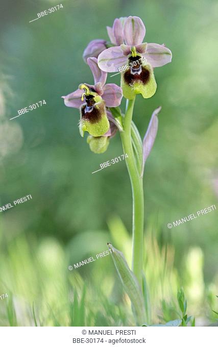 Ophrys Tenthredinifera grandiflora in a green environment