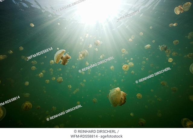 Mastigias Jellyfish in Jellyfish Lake, Mastigias papua etpisonii, Jellyfish Lake, Micronesia, Palau