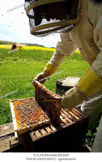 Professional beekeeping, beekeeper examining Western Honey Bee Apis mellifera hives, at edge of flowering Oilseed Rape Brassica napus crop, Shropshire, England
