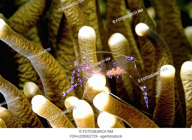 water female dancing shrimp living in tentacles