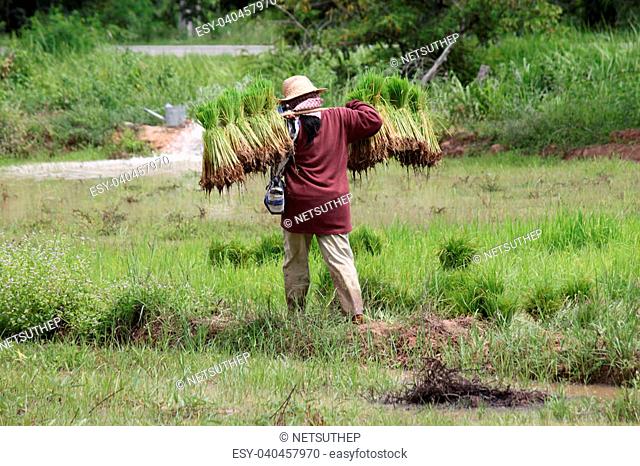 farmer at work in jasmine rice field