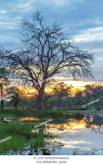 Swamp and trees, Okavango Delta, Chobe National Park, Botswana, Africa