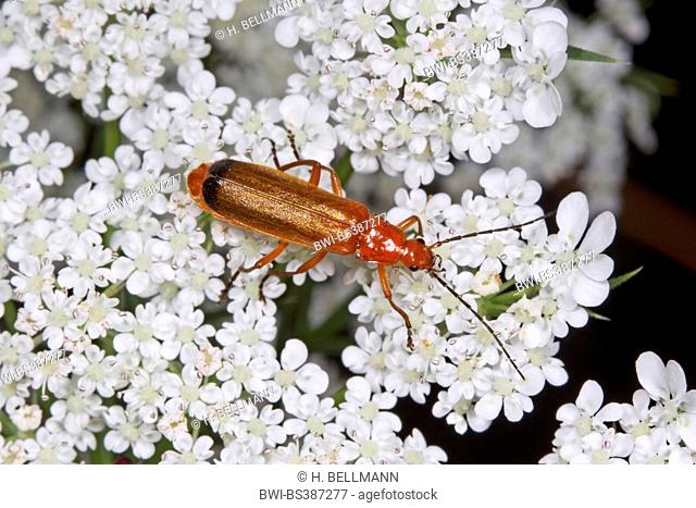 black-tipped soldier beetle (Rhagonycha fulva), on white inflorescence, Germany