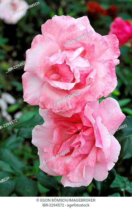 Pink roses (Rosa), Schwaebisch Gmuend, Baden-Wuerttemberg, Germany, Europe