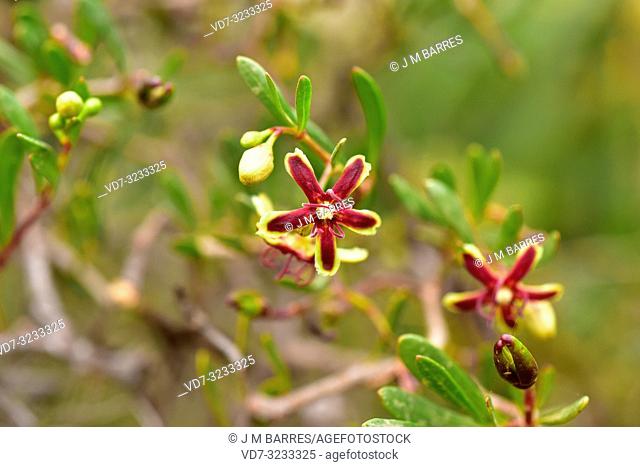 Cornical (Periploca laevigata or Periploca angustifolia) is an evergreen shrub native to southeastern Spain, Canary Islands and north Africa