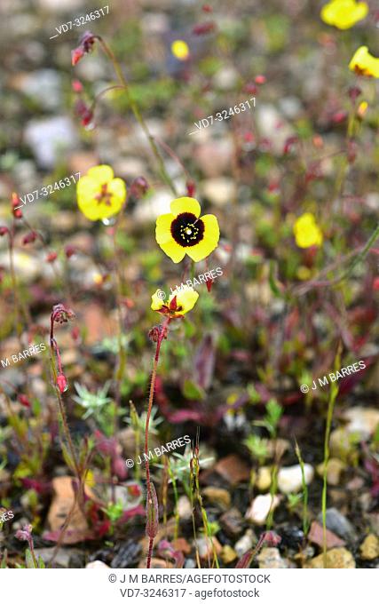 Spotted rock-rose (Tuberaria guttata or Helianthemum guttatum) is an annual plant native to Mediterranean Basin, Portugal and in some locations of British...