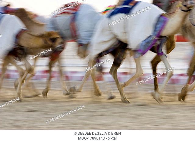 Dubai UAE Blurred motion of camels running during training at Nad Al Sheba Camel Racetrack