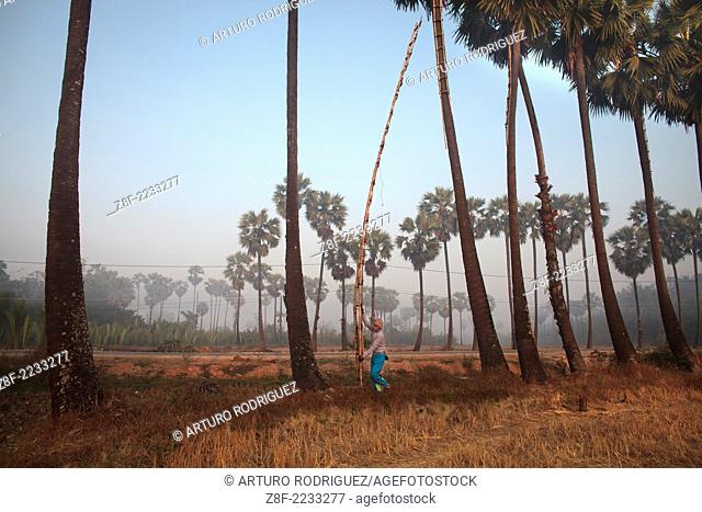 Palm tree farmers work early in the morning to get the salvia to after that boil the liquid to transform in a kind of beer or in some cases in sugar at Ka Myaw...