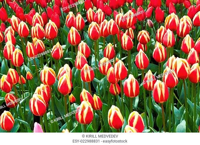 red and yellow Tulips in Keukenhof Flower Garden, The Netherlands