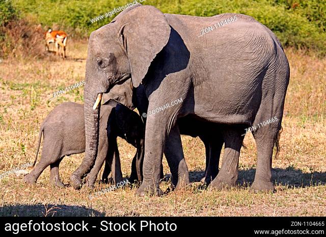 Afrikanische Elefanten, mit Jungtieren, im Chobe Nationalpark, Botswana