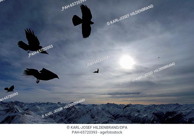 Alpine choughs flying over the 2224-metre-high summit of Nebelhorn mountain with snow-covered the Alps in the background near Oberstdorf, Germany