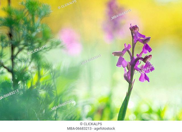 Garda lake, Brescia, Lombardy, Italy Two orchids shooting in a field on Lake Garda with the Trioplan