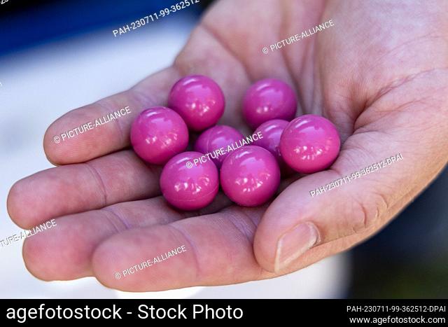 11 July 2023, North Rhine-Westphalia, Saerbeck: Ole Theisinger, a research assistant at Wald und Holz NRW, shows the special bullets for his paintball rifle