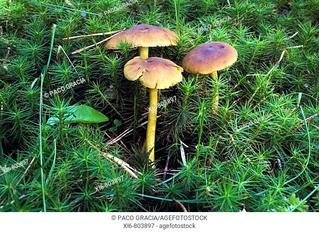Mushrooms ( Cortinarius croceus ). Spain