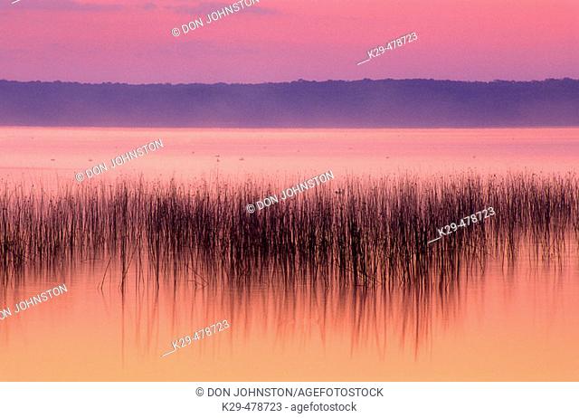 Lake Mindemoya with reed bed before sunrise. Manitoulin Island, Mindemoya. Ontario. Canada