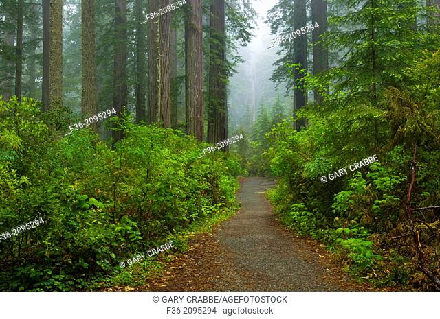 Trail through Redwood trees and forest in the fog and rain, Lady Bird Johnson Grove, Redwood National Park, California