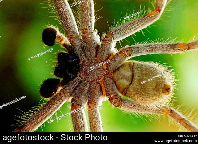 Huntsman cane spider (Heteropoda venatoria), banana spider