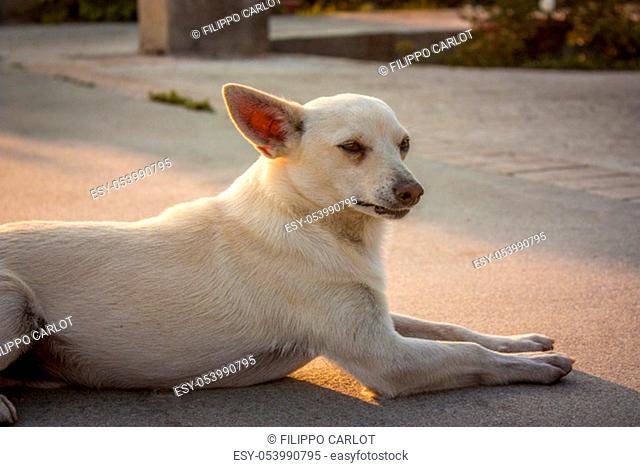 Half-breed dog in a moment of rest in the sunset light