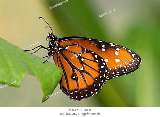 Close-up of a Queen butterfly Danaus gilippus pollinating flowers