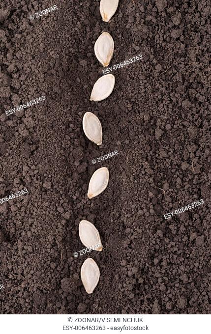 Pumpkin seeds in the ground