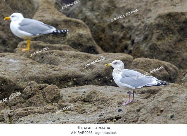 ‘Cipriana’, the returning adult Thayer’s Gull Larus thayeri, of San Cibrao in the Atlantic Coast with Yellow-legged Gull Larus michahellis under the rain