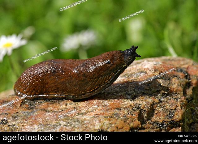 Spanish slug (Arion lusitanicus), Schleswig-Holstein, Germany, Europe