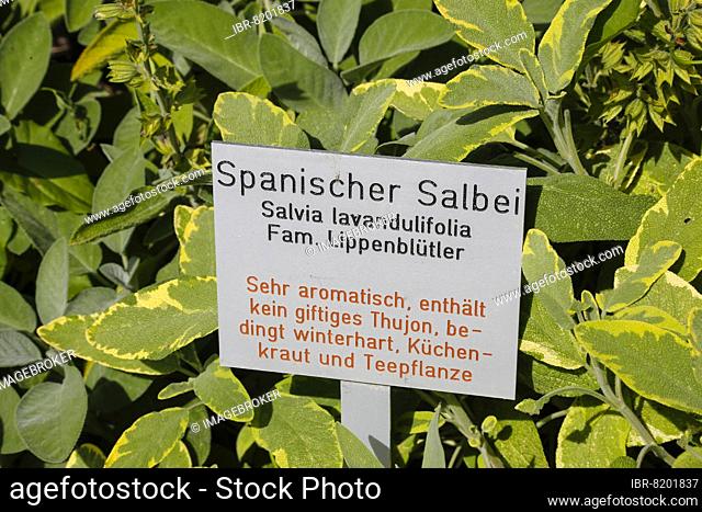 Informationstafel Spanischer Salbei (Salvia lavandulifolia), Fam. Lippenblütler, sehr aromatisch, enthält kein giftiges Thujon, bedingt winterhart