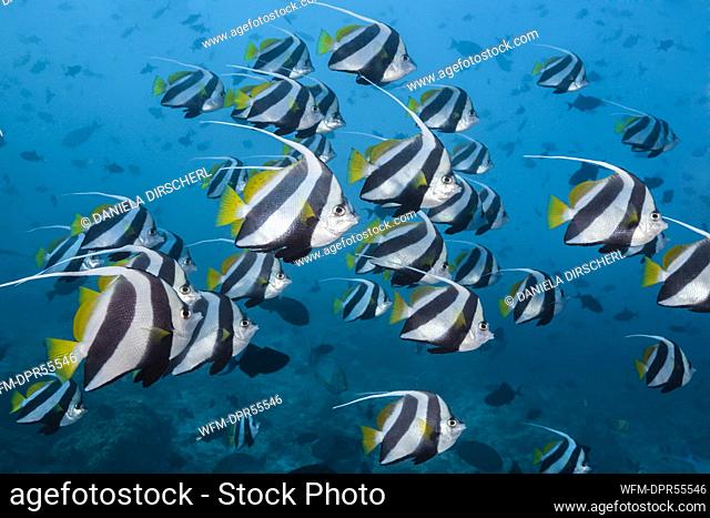Shoal of Pennant Bannerfish, Heniochus diphreutes, Indian Ocean, Maldives