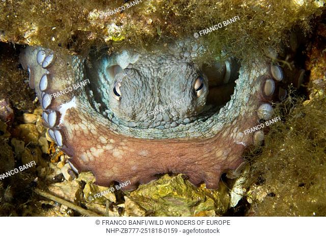 Octopus (Octopus vulgaris) inside its den, Larvotto Marine Reserve, Monaco, Mediterranean Sea Mission: Larvotto marine Reserve