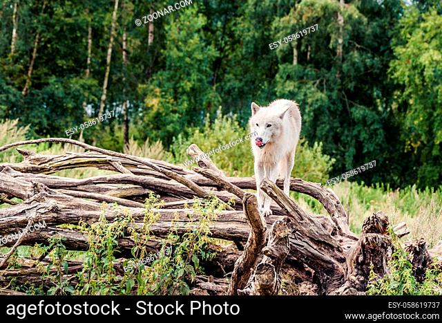 Beautiful arctic wolf standing on a tree in the forest