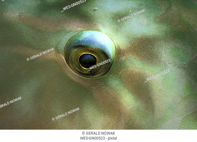 Papageienfisch Auge - parrotfish eye