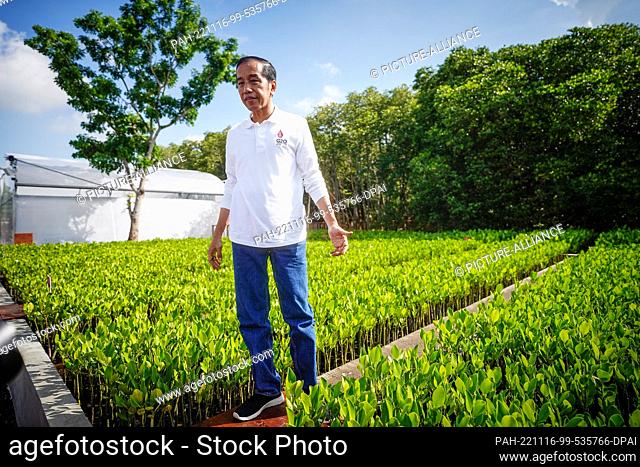 16 November 2022, Indonesia, Nusa Dua/Bali: Joko Widodo, President of Indonesia, shows young mangrove plants while waiting for the participating heads of state...