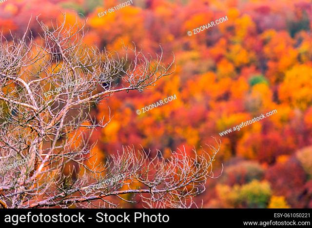 Branches of bald tree with cobwebs and blurred beautiful variegated autumn foliage of mixed forest in late October in background
