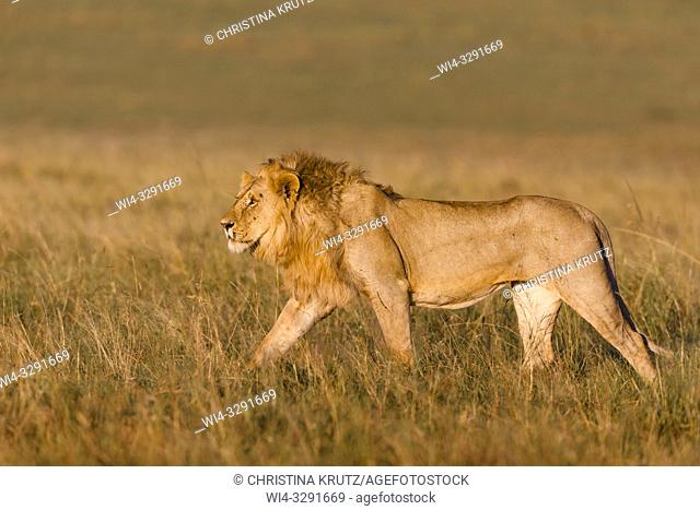 Male Lion (Panthera leo) walking in grass, Maasai Mara National Reserve, Kenya, Africa