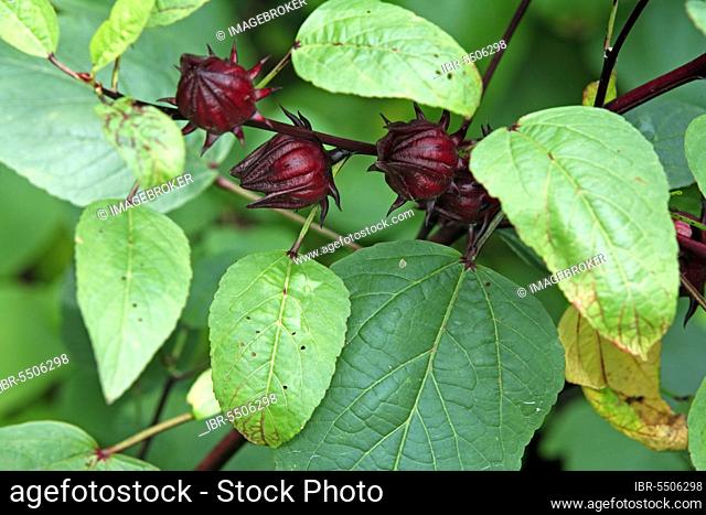 Roselle (Hibiscus sabdariffa), fruits, Red Tea, China Rose, Red Sorrell, Jamaica Tea, Jamaican Sorrel