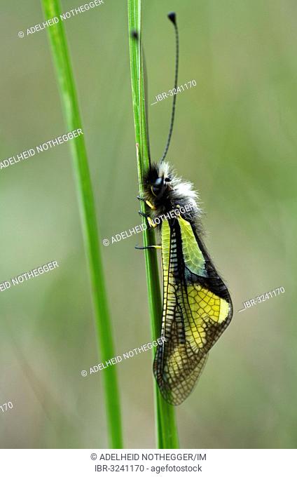 Owly Sulphur (Libelloides coccajus) perched on a blade of grass