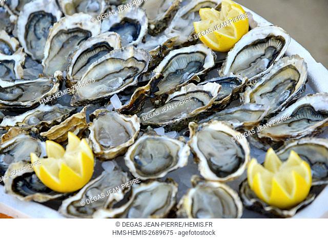 France, Herault, Bouzigues, tray of oysters of Thau lagoon