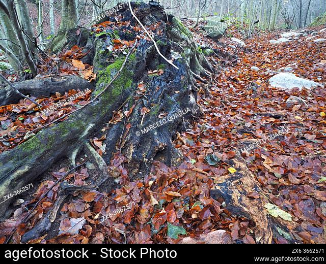 Beech tree trunk ressembling an elephant's head. Marianegre stream site. Autumn time at Montseny Natural Park. Barcelona province, Catalonia, Spain