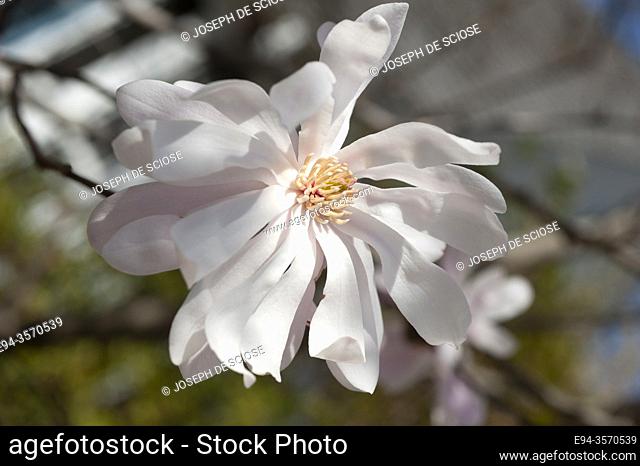 Close up of magnolia stellata flowers