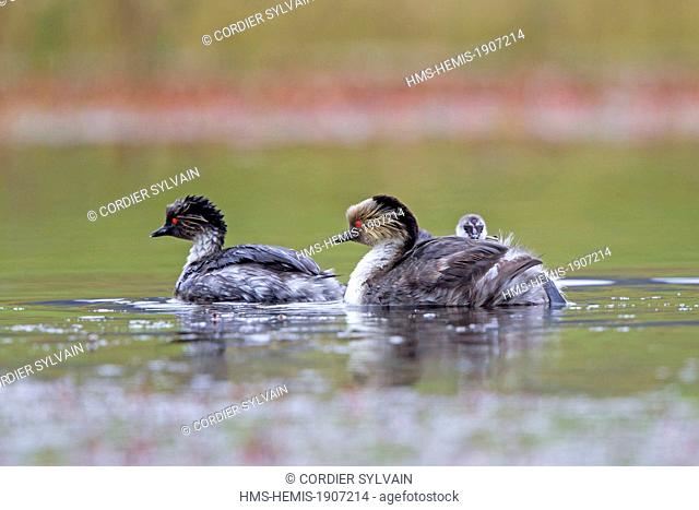 Chile, Patagonia, Magellan Region, Torres del Paine National Park, Silvery Grebe (Podiceps occipitalis), the female is with a chick on the back