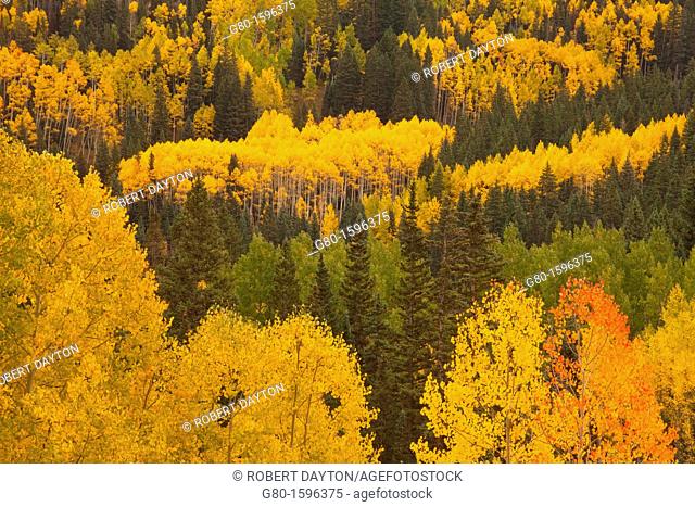 Aspens in Autumn in the Rocky Mountains of Colorado