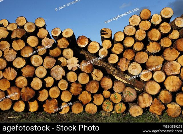 Deforestation and logs for export in a timberyard in New South Wales, Australia