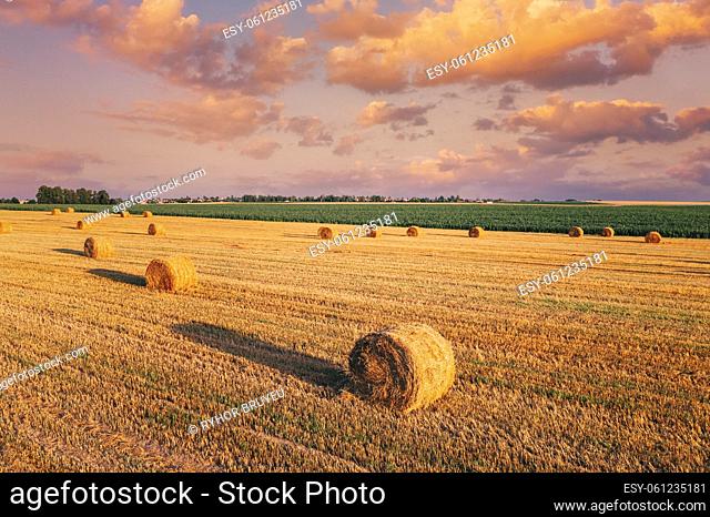 Elevated View Of summer Hay Rolls Straw Field Landscape. Haystacks, Hay Rolls. Harvest Season. Elevated View. sunbeam sunlight sunshine