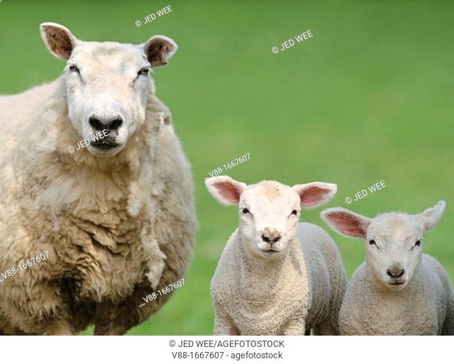 A mother ewe with a pair of lambs, domestic sheep, Ovis aries in a field in North Yorkshire, England