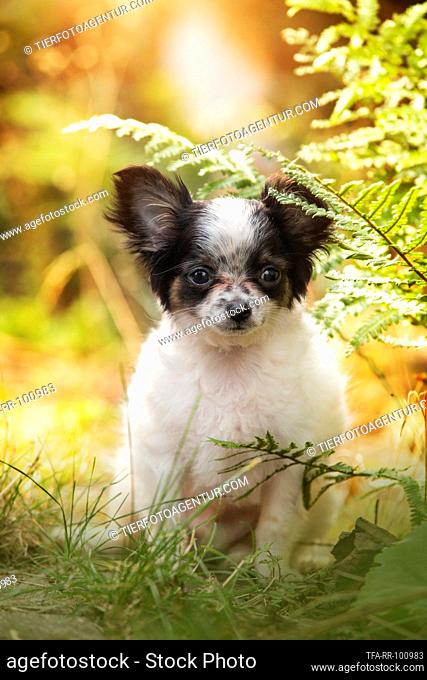 sitting Chihuahua puppy