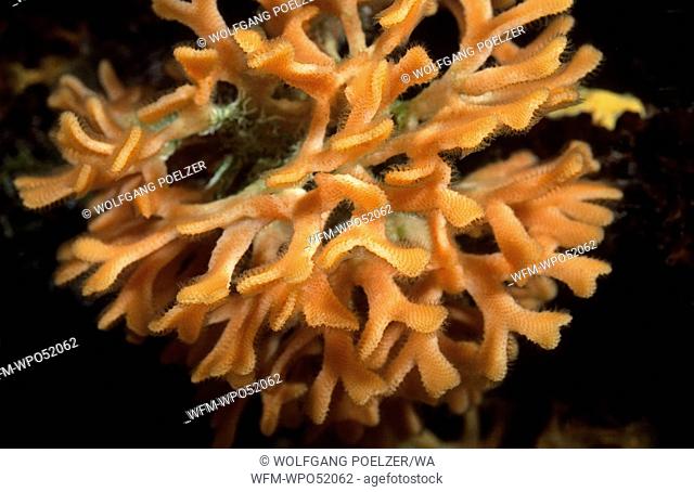 Orange Bryozoans, Pentapora fascialis, Istria, Adriatic Sea, Croatia