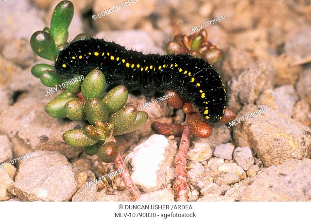 Apollo BUTTERFLY - larvae / Caterpillar (Parnassius apollo)