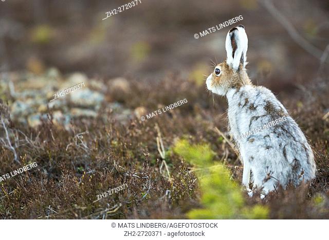 MMountain hare sitting with his back towards the camera and turning his head and listening, Gällivare, Swedish Lapland, Sweden