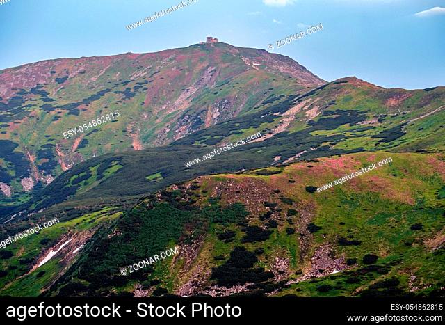 Massif of Pip Ivan with the ruins of the observatory on top. Pink rhododendron flowers on summer mountain slope, Carpathian, Chornohora, Ukraine